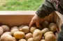 Переложите этим картофель: клубни не будут гнить, увядать и хорошо сохранятся аж до лета
