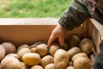 Переложите этим картофель: клубни не будут гнить, увядать и хорошо сохранятся аж до лета