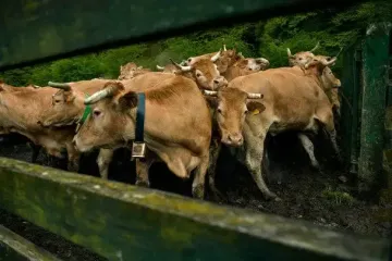 У горах стадо корів затоптало подружжя туристів: чоловік загинув, дружина дивом вижила