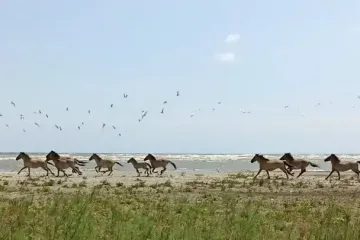 Як живуть дикі коні, випущені в дельті Дунаю кілька років тому