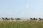 Як живуть дикі коні, випущені в дельті Дунаю кілька років тому