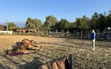 Seven horses died at equestrian club near Kyiv as result of night attack by Russian Federation. VIDEO+PHOTOS