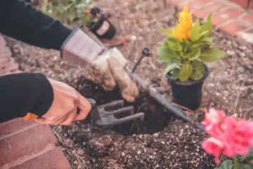 Що потрібно зробити у вересні, аби навесні ваш сад розквітнув, як ніколи