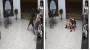 Вор не ожидал, что его задержит женщина благодаря эффектному приему с джиу-джицу (видео)