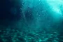 Тайные архитекторы океана терпят крах: важнейший для морской жизни вид на грани выживания
