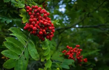 Україну накриють осінні дощі: прогноз погоди на тиждень, 8-14 вересня