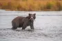 Неделя толстых медведей: на Аляске выбирают, кто из хищников лучше подготовился к спячке (фото)