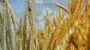 Agro sector generates 30% of all loans under 5-7-9% program - Economy Ministry