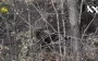 Ukrainian kamikaze drones staged "game of hide-and-seek" for occupiers: seven Russian soldiers eliminated. VIDEO