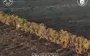 Ukrainian forces mine tree line with occupiers and launch assault with drone support. VIDEO