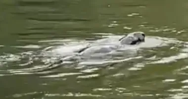 Лох-несское чудовище заблудилось: в водах Темзы увидели загадочное существо (фото)