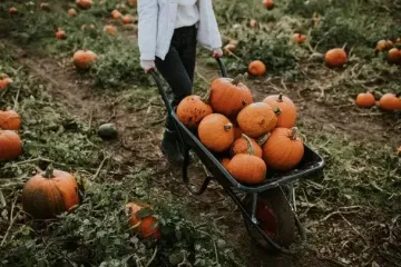 Небезпечні числа вересня — 19 та 20: що в жодному разі не можна робити на городі в ці дні й чому