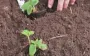 Секреты осенней посадки клубники: когда и как это лучше делать