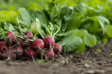 Вересень прийшов — сіємо редиску: хитрість фахівців, щоб отримати надзвичайний урожай