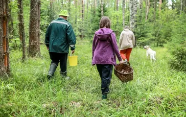 "Тихе полювання" без штрафів: кому потрібен лісовий квиток для збору грибів і як отримати