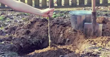 Какие деревья и кустарники лучше сажать осенью и почему