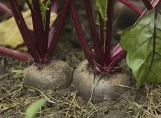 Коли збирати буряк, як правильно це робити та як зберігати врожай