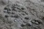 Ученые нашли уникальное место, которое содержит более 3000 яиц динозавров (фото)