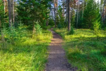 Палац за 41 млн фунтів десятиліттями гниє у лісі: власник скандального маєтоку назвав причину (фото)