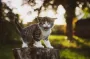 Швыряли котенка о стену: во Львовской области расследуют факт жестокого обращения с животными