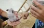 Знакомство с природой или зло для посетителей и животных: зоозащитница разнесла контактные зоопарки