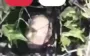 National Guard soldiers eliminated Putin’s double in Pokrovsk direction. VIDEO