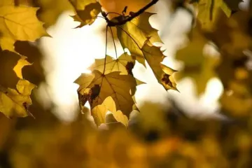 День ангела 17 вересня: кого та як вітати з іменинами