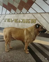 Талисман "Термков": кто пожаловался на пса Мишу, которого не пустили в метро (фото)