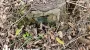 Forestry sector abuses exposed, causing over UAH 700 mln in losses – SBI