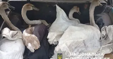 На Полтавщине браконьеры пытались скрыться от полиции с лебедями в багажнике авто