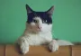 Котик стал частью оптической иллюзии: в сети предлагают ему новую работу (фото)