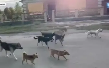 Frontline town of Mezhova in Dnipropetrovsk region suffering from packs of stray animals. VIDEO