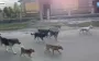 Frontline town of Mezhova in Dnipropetrovsk region suffering from packs of stray animals. VIDEO