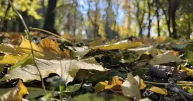 Погода 19 сентября: от +3° в Карпатах до +25° на юге