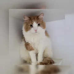 Мужчина вернул кота обратно в приют из-за одной детали: в сети возмущены (фото)