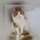 Мужчина вернул кота обратно в приют из-за одной детали: в сети возмущены (фото)