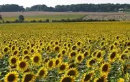 На Запоріжжі окупанти зібрали рекордно низький урожай