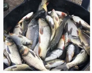 В какой рыбе меньше костей: популярны морские и речные виды