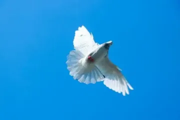 Привітання з Міжнародним днем миру: в прозі, листівки українською мовою