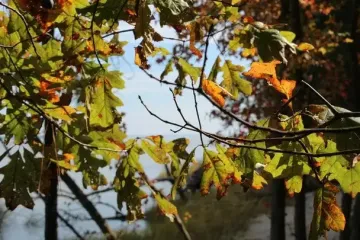 Якою буде погода на День осіннього рівнодення: синоптикиня попередила, коли очікувати похолодання