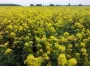 Как сеять горчицу вручную для улучшения почвы после уборки урожая