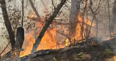 В Запорожье произошло более 1 600 пожаров