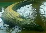 Потребовался кран, чтобы поднять: каким был самый крупный крокодил в истории человечества