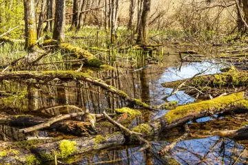 Латвия планирует отгородиться от России болотами, – Минобороны