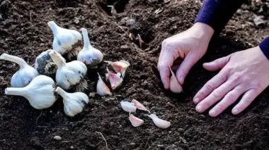 Чим підживити грядку для озимого часнику: що не можна вносити, бо головки будуть дрібними