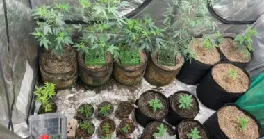 В Киеве разоблачили "гаражный наркобизнес" – каннабис рассылали по почте по Украине