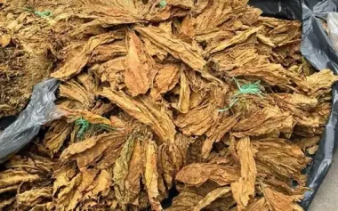 Border guards uncover tobacco business: illegal production of counterfeit cigarettes exposed. VIDEO