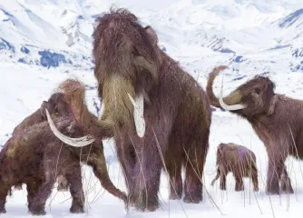 Два древних зуба меняют эволюцию гигантов ледникового периода: 1000 лет непрерывно скрещивались