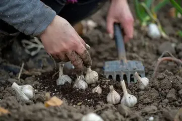 Когда сажать чеснок и лук на зиму: наконец-то дан правильный ответ