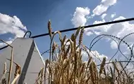 Аграрии завершили сбор пшеницы в Украине